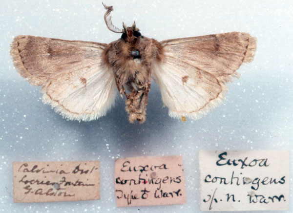 /filer/webapps/moths/media/images/C/contingens_Euxoa_HT_SAMC_02.jpg