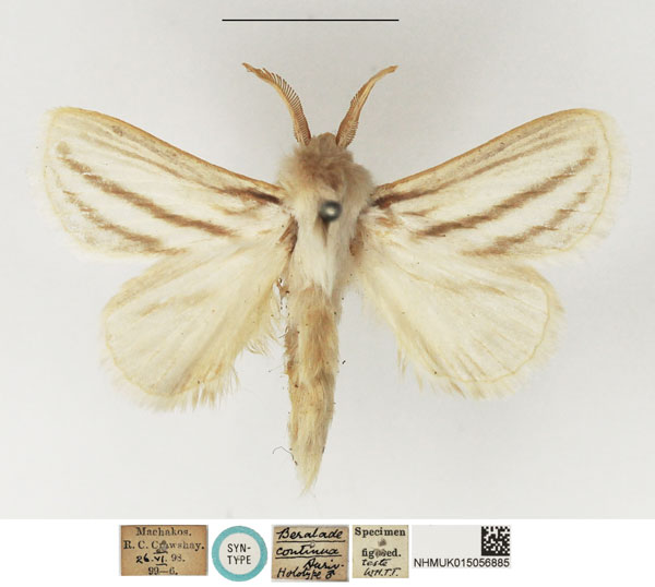 /filer/webapps/moths/media/images/C/continua_Beralade_STM_NHMUK_01.jpg