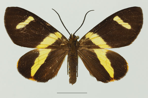 /filer/webapps/moths/media/images/C/continua_Pitthea_AF_Basquina.jpg
