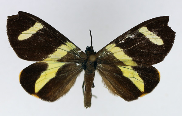 /filer/webapps/moths/media/images/C/continua_Pitthea_AF_TMSA.jpg