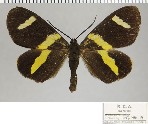 /filer/webapps/moths/media/images/C/continua_Pitthea_AF_ZSM.jpg