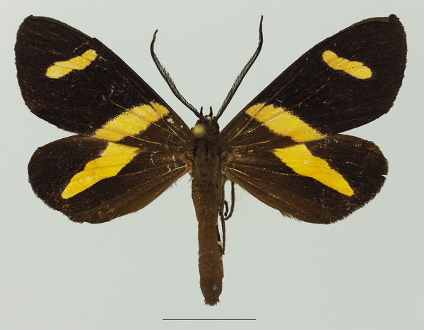 /filer/webapps/moths/media/images/C/continua_Pitthea_AM_Basquina.jpg