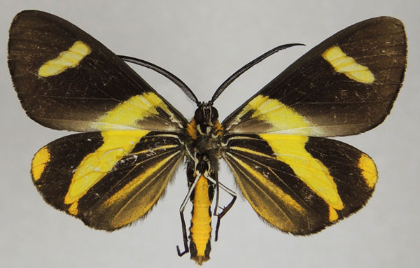 /filer/webapps/moths/media/images/C/continua_Pitthea_AM_ZSMb.jpg