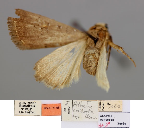 /filer/webapps/moths/media/images/C/contorta_Athetis_HT_RMCA_03.jpg