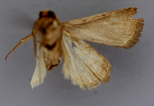 /filer/webapps/moths/media/images/C/contorta_Athetis_HT_RMCA_04.jpg