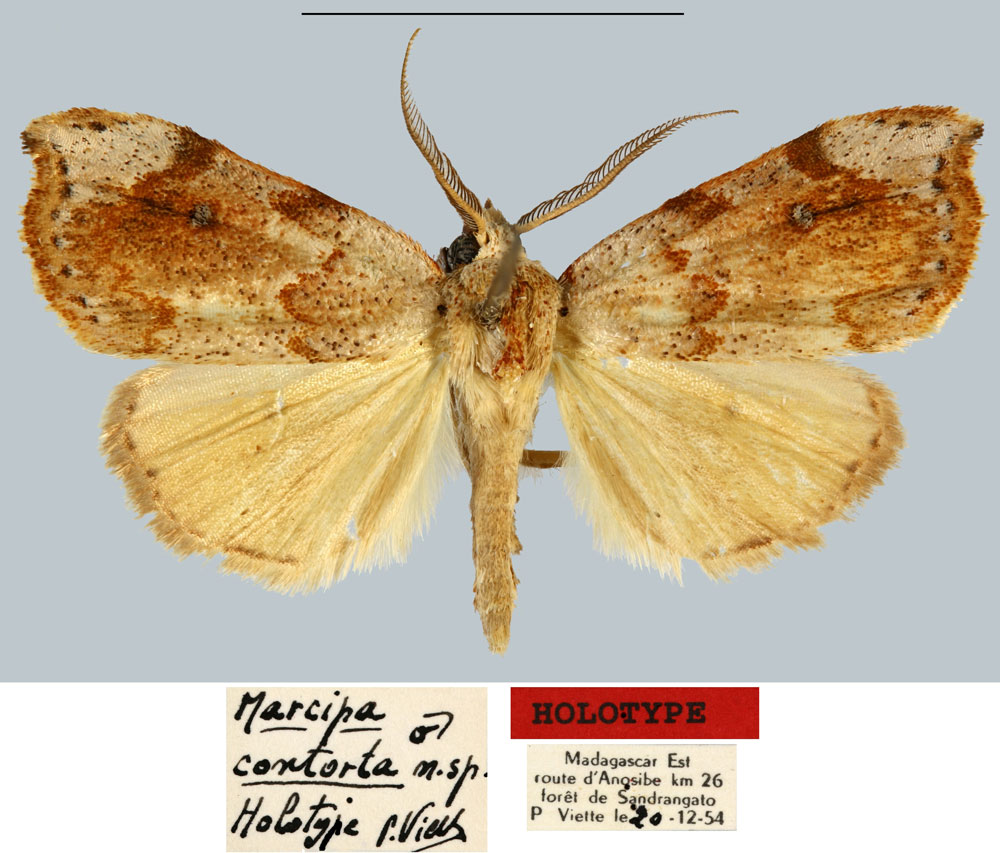 /filer/webapps/moths/media/images/C/contorta_Marcipa_HT_MNHN.jpg