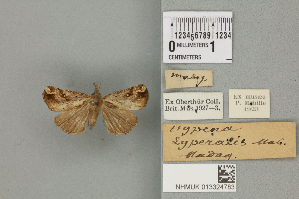 /filer/webapps/moths/media/images/C/contortalis_Hypena_LT_BMNHa.jpg