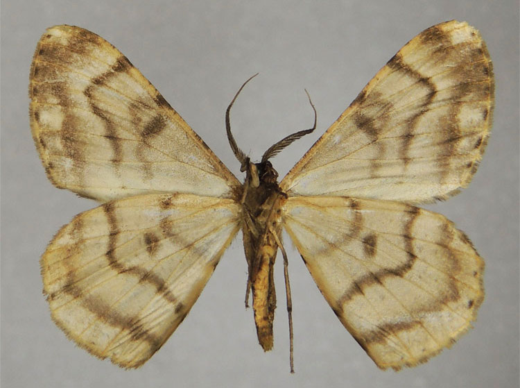 /filer/webapps/moths/media/images/C/contortilinea_Zeuctoboarmia_AM_ZSM_01b.jpg