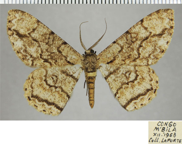 /filer/webapps/moths/media/images/C/contortilinea_Zeuctoboarmia_AM_ZSM_02.jpg