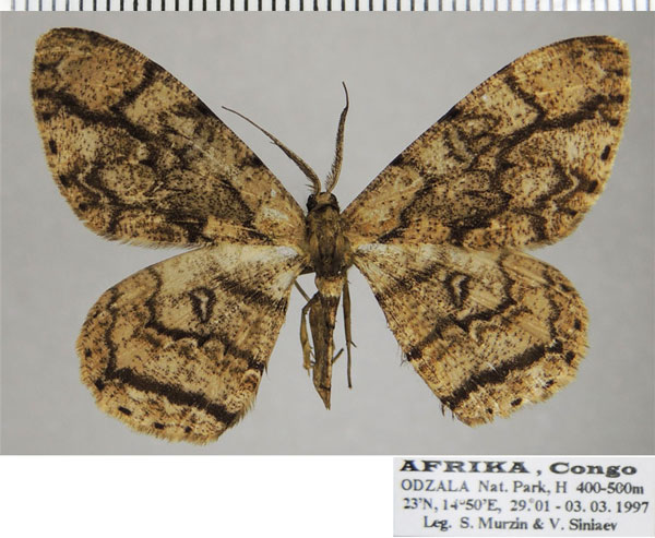 /filer/webapps/moths/media/images/C/contortilinea_Zeuctoboarmia_AM_ZSM_03.jpg