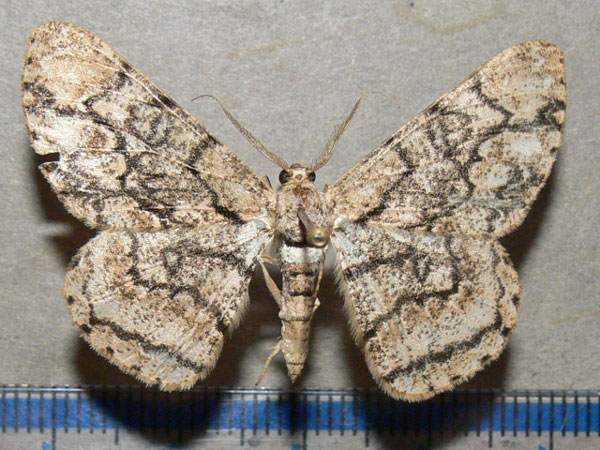 /filer/webapps/moths/media/images/C/contortilinea_Zeuctoboarmia_A_Goff_01.jpg