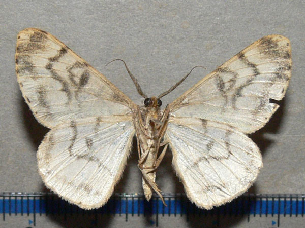 /filer/webapps/moths/media/images/C/contortilinea_Zeuctoboarmia_A_Goff_02.jpg