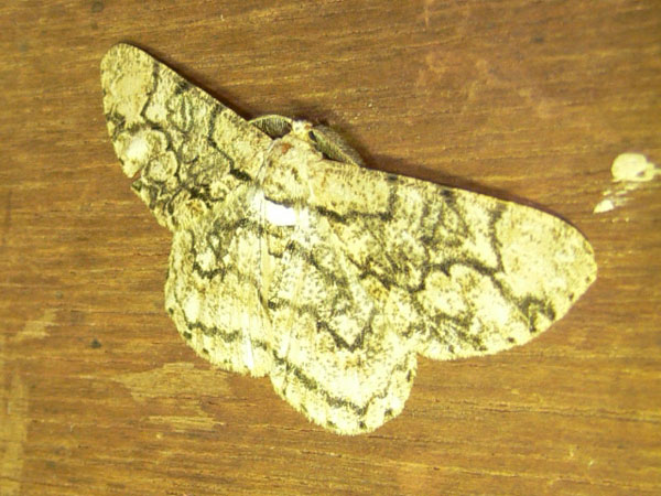 /filer/webapps/moths/media/images/C/contortilinea_Zeuctoboarmia_A_Goff_03.jpg