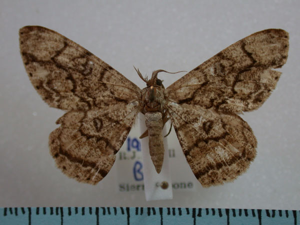 /filer/webapps/moths/media/images/C/contortilinea_Zeuctoboarmia_A_Revell.jpg