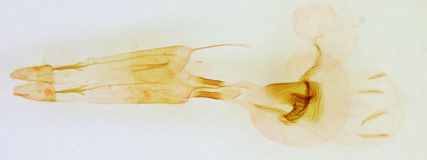 /filer/webapps/moths/media/images/C/contracta_Hadena_GFHT_BMNH_2124.jpg