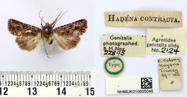 /filer/webapps/moths/media/images/C/contracta_Hadena_HT_BMNH.jpg