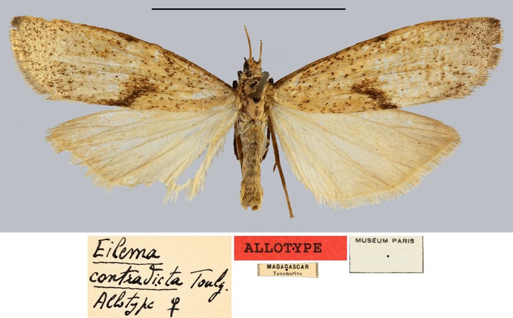 /filer/webapps/moths/media/images/C/contradicta_Eilema_AT_MNHN.jpg