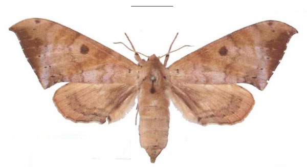 /filer/webapps/moths/media/images/C/contraria_Andriasa_AF_EMEM_01.jpg