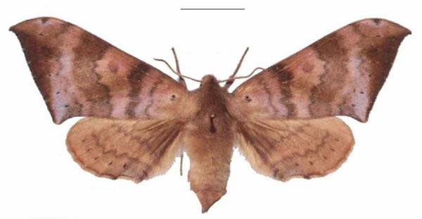 /filer/webapps/moths/media/images/C/contraria_Andriasa_AF_EMEM_02.jpg