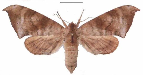 /filer/webapps/moths/media/images/C/contraria_Andriasa_AF_EMEM_03.jpg