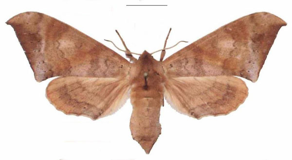 /filer/webapps/moths/media/images/C/contraria_Andriasa_AF_EMEM_04.jpg