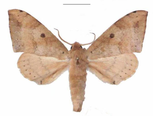 /filer/webapps/moths/media/images/C/contraria_Andriasa_AM_EMEM_01.jpg