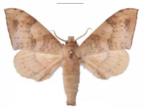 /filer/webapps/moths/media/images/C/contraria_Andriasa_AM_EMEM_02.jpg