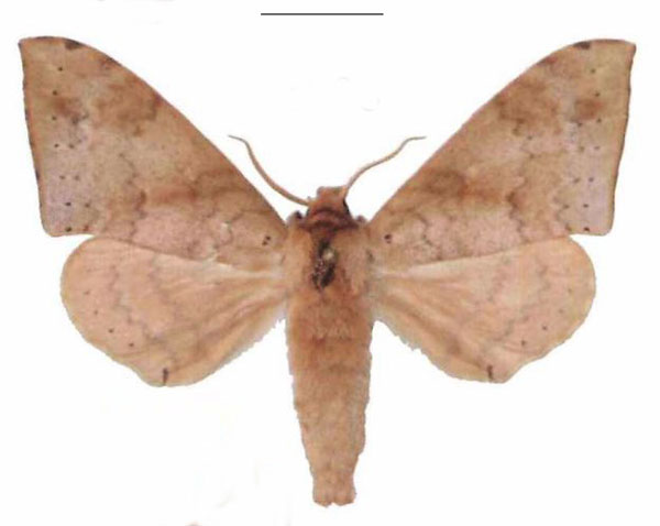 /filer/webapps/moths/media/images/C/contraria_Andriasa_AM_EMEM_03.jpg