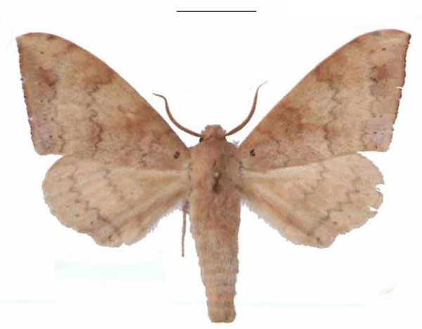 /filer/webapps/moths/media/images/C/contraria_Andriasa_AM_EMEM_04.jpg