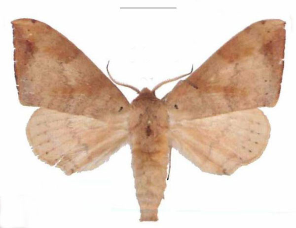 /filer/webapps/moths/media/images/C/contraria_Andriasa_AM_EMEM_05.jpg