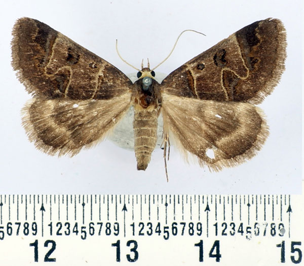 /filer/webapps/moths/media/images/C/contraria_Cerocala_AF_BMNH.jpg