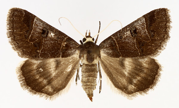 /filer/webapps/moths/media/images/C/contraria_Cerocala_AF_TMSA_01.jpg