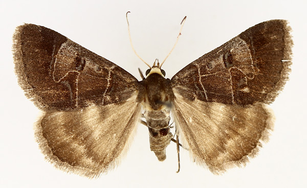 /filer/webapps/moths/media/images/C/contraria_Cerocala_AF_TMSA_02.jpg