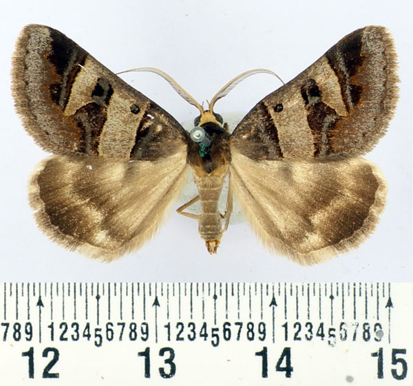 /filer/webapps/moths/media/images/C/contraria_Cerocala_AM_BMNH.jpg