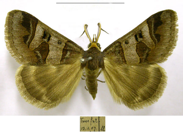 /filer/webapps/moths/media/images/C/contraria_Cerocala_AM_TMSA.jpg