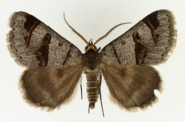 /filer/webapps/moths/media/images/C/contraria_Cerocala_AM_TMSA_02.jpg