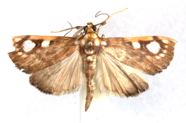 /filer/webapps/moths/media/images/C/contraria_Chalcidoptera_AM_Agassiz.jpg