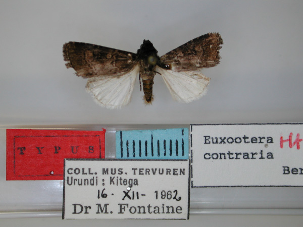 /filer/webapps/moths/media/images/C/contraria_Euxootera_HT_RMCA.jpg