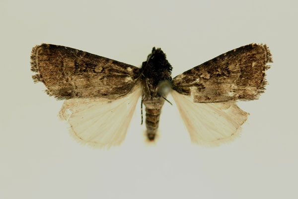 /filer/webapps/moths/media/images/C/contraria_Euxootera_HT_RMCA_02.jpg