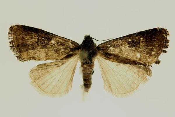 /filer/webapps/moths/media/images/C/contraria_Euxootera_PT_RMCA.jpg