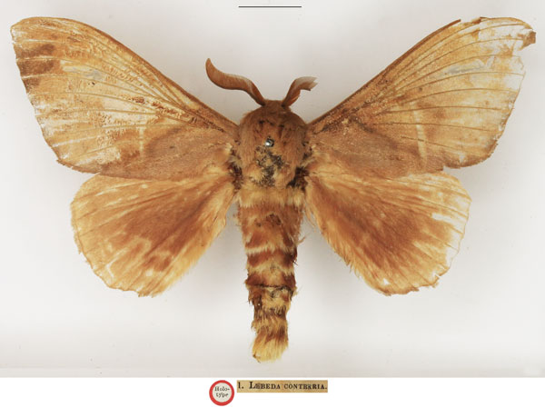 /filer/webapps/moths/media/images/C/contraria_Lebeda_HT_NHMUK.jpg
