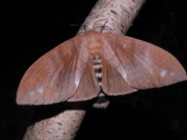/filer/webapps/moths/media/images/C/contraria_Pachymeta_AF_Coppens_02.jpg