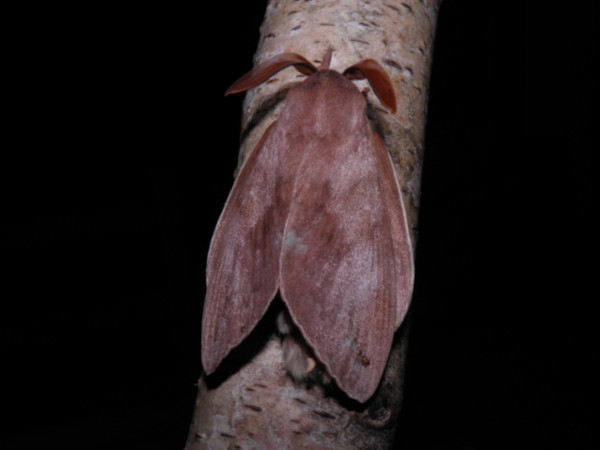 /filer/webapps/moths/media/images/C/contraria_Pachymeta_AM_Coppens_01.jpg