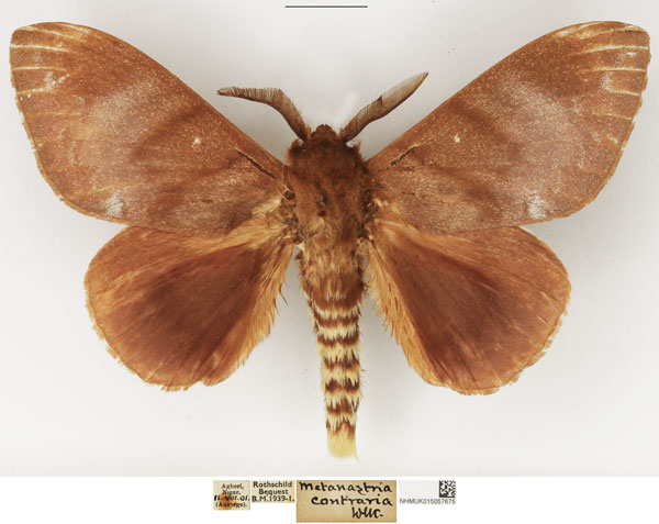/filer/webapps/moths/media/images/C/contraria_Pachymeta_AM_NHMUK_02.jpg