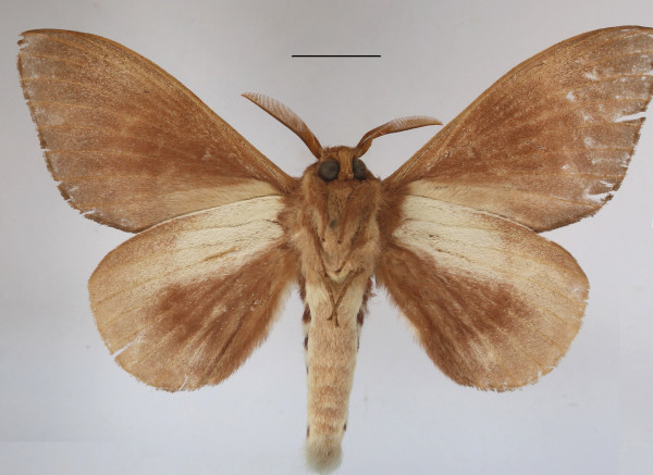 /filer/webapps/moths/media/images/C/contraria_Pachymeta_A_MGCLb_01.JPG