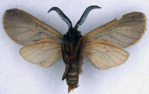 /filer/webapps/moths/media/images/C/contrasta_Metarctia_HT_BMNH_02.jpg