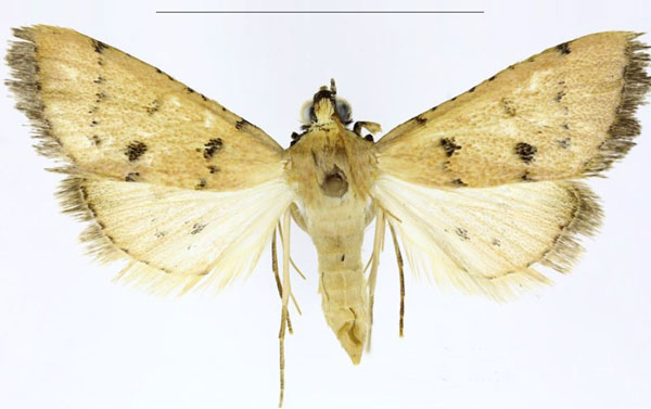 /filer/webapps/moths/media/images/C/contrastalis_Parathrausta_PTF_ABSRC.jpg