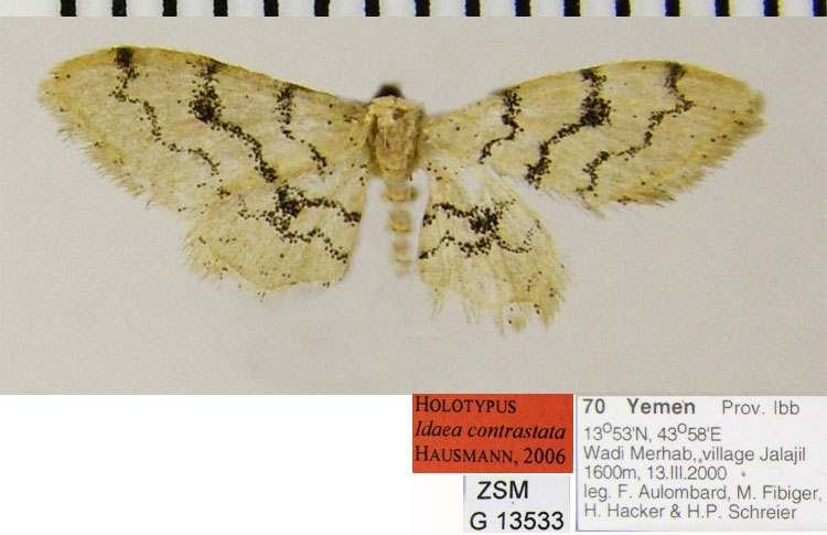 /filer/webapps/moths/media/images/C/contrastata_Idaea_HT_ZSMa.jpg