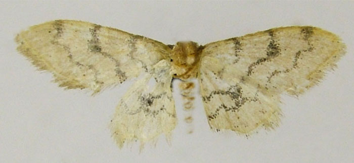 /filer/webapps/moths/media/images/C/contrastata_Idaea_HT_ZSMb.jpg