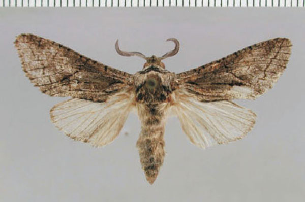 /filer/webapps/moths/media/images/C/contusa_Brachylia_PT_ZMHB_01.jpg